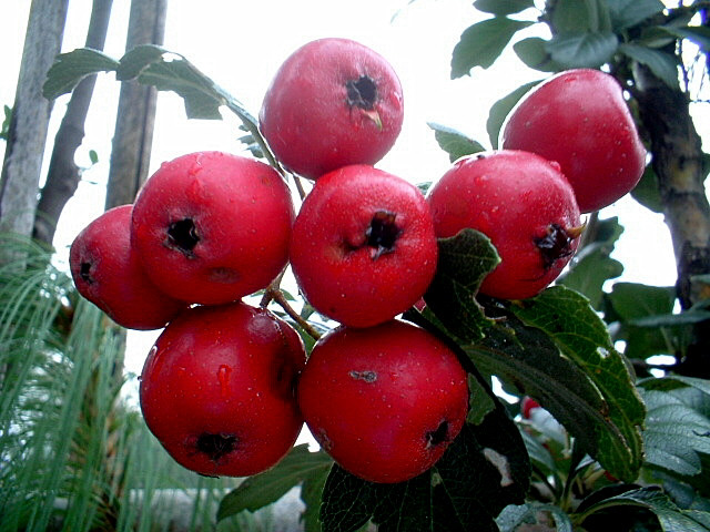 Crataegus cosa?